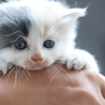 Les différentes étapes du sevrage chez le chaton