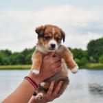 Comment bien accompagner le sevrage d’un chiot ?