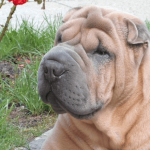 Tout savoir sur le Shar-peï ?