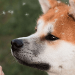 Tout connaître sur le Shiba-Inu