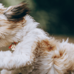 Le Shih-Tzu 