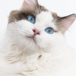 Les signes astrologiques du chat