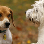 Comment sociabiliser un chien ?