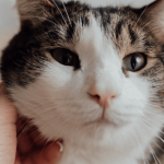 Le sida du chat (FIV)