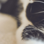 Soigner la gale de votre chat