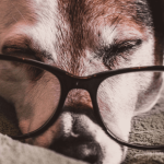Prévenir les problèmes de santé et s'occuper au mieux d'un chien âgé