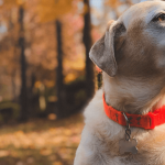 Le soin et l’entretien du chien