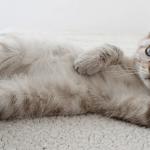 Prendre soin de son chat