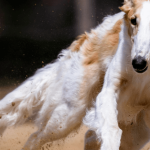Sports canins : l'atout santé de votre animal