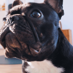 Faut-il faire stériliser sa chienne ?