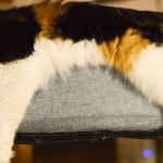 La stérilisation de la chatte : tout savoir