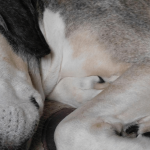 Quels sont les conseils à suivre afin de choisir un tapis pour chien ?