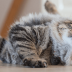 Soigner votre chat contre la teigne