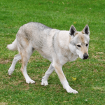 Chien-loup tchécoslovaque : un chien à l’apparence sauvage