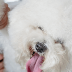 Quelles sont les informations à connaître pour tondre son chien ?