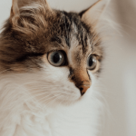 Garder son chat en bonne santé