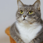 Quels sont les dangers de la toxoplasmose chez le chat ?