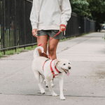 Les différents troubles urinaires chez le chien