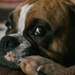 Comment bien agir face aux tumeurs du chien ?