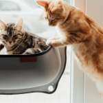 Les différentes types et catégories de chats