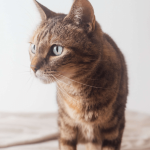 Comment savoir si mon chat a le Typhus ?