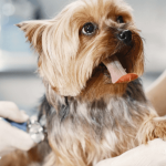 Tout savoir sur le typhus du chienTout savoir sur le typhus du chien