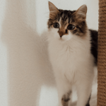 Vaccin du chat et du chaton