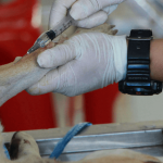 Les vaccins pour chien : prendre soin de sa santé