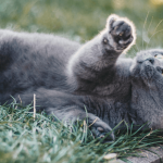 Guérir votre chat de ses vers parasites
