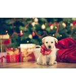 chien