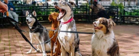 Les 10 races de chiens préférées des Français en 2015
