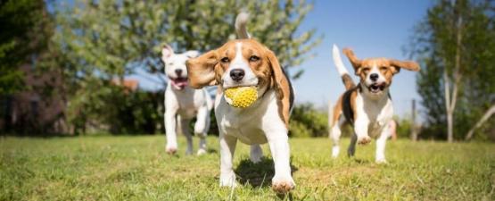 3ème édition du Palmarès des villes où il fait bon vivre avec son chien