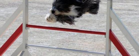 L’agility : le sport d’une complicité maître-chien