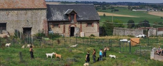 AVA : L’Association d’Aide aux vieux Animaux