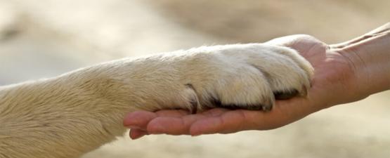 Association : Chiens abandonnés et détenus