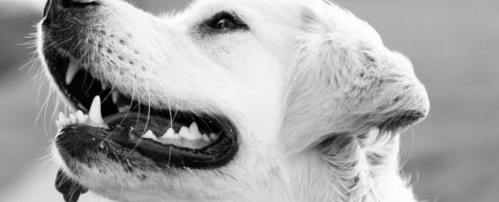 Association : les chiens guides d’aveugles