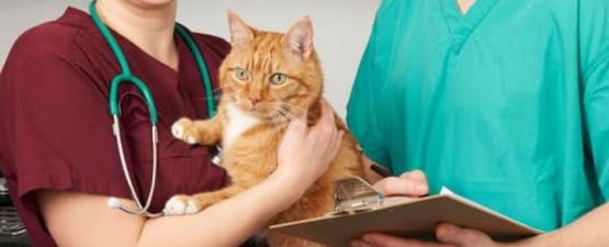 Les 10 idées reçues des vétérinaires sur l'assurance santé animale