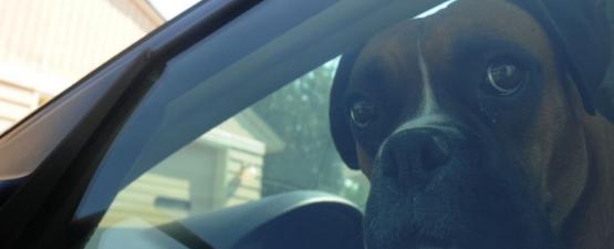 Briser la vitre d’une voiture pour sauver un animal, est-ce légal ?
