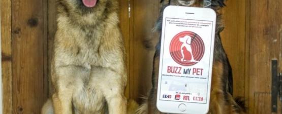 Buzz My Pet : l'application mobile pour les chiens et chats perdus