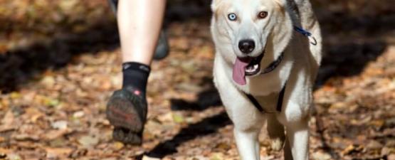  Le canicross : le sport qui améliore votre santé et celle de votre chien