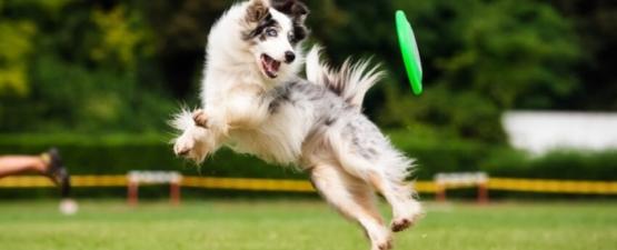 Chien.fr - Tout savoir sur les chiens et les chiots