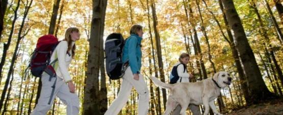 Comment choisir ses vacances avec son chien ?