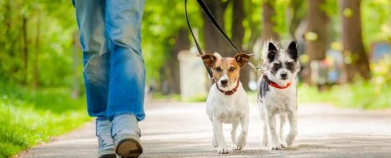 Le métier de Dog Sitter