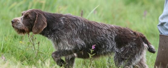  Le field trial : le sport des chasseurs