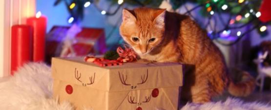 Idées cadeaux chien et chat