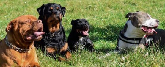 Gueules d’Anges, l’association des chiens dits “dangereux”