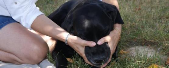 Le massage canin