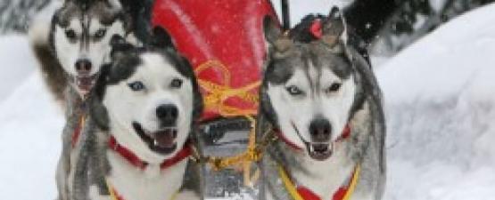 Devenir musher pour l’amour des chiens et des grands espaces