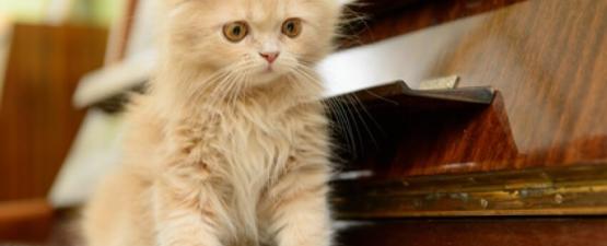La musique pour chats