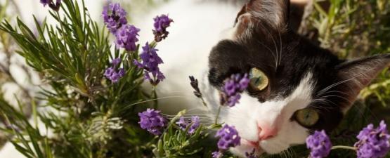 Phytothérapie et solutions naturelles pour votre chat